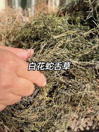 白花蛇舌草,夏天必备#潮汕大妈 #力落大妈 #蛇舌草 #猫毛草