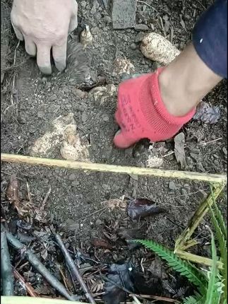 在山上给家人们刨天麻,有需要的家人们点进直播间