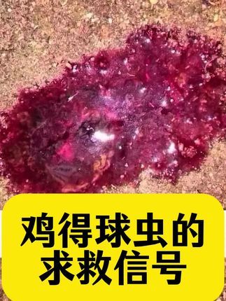 #上热门 #养鸡#三农#鸡球虫#鸡拉血便@抖音小助手 @DOU+上热门