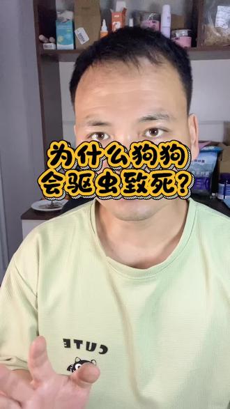 狗狗驱虫经验分享 #真实生活分享计划 #狗狗驱虫#阿苯达唑#养狗经验分享#狗狗驱虫药
买狗狗驱虫药为你要选安全性高的
