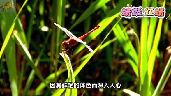 #今日分享 红蜻蜓还是很漂亮啊!#快看看