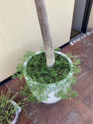 树梅养活