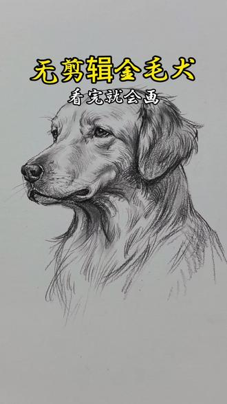 金毛画法,喜欢你也来试试吧 #手绘 #手绘教程