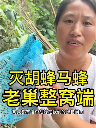 #养蜂人 #养蜂技术 #灭马蜂 #灭蜂 #养蜂技术分享