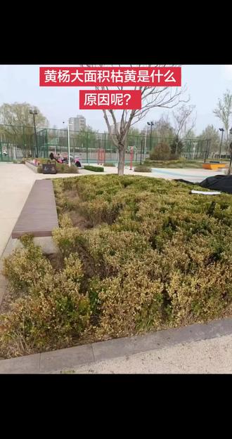 黄杨成片干枯、掉叶、枯枝越来越多。很多人以为是缺水,一个劲拼命浇水,结果越浇死得越快!
黄杨大面积干枯,90%都是黄杨枯萎病加上根部积水烂根导致的。
今天教你一套专用的急救方法,照着做,半个月就能快速返青。
第一步,立刻修剪所有干枯枝叶,全部清理出场地,不要留在原地滋生病菌。
第二步,检查土壤,如果土质潮湿积水,一定要立刻疏通排水沟,停止大水灌溉。
第三步,也是最关键的一步,用生根剂➕巧喜,进行灌根,叶面再搭配杀菌剂组合喷雾,七天一次,连续两到三次。
记住!黄杨干枯期间绝对不能施肥,等到叶片重新变绿之后,再少量补肥。
做好通风、忌积水、定期杀菌,你的黄杨再也不会大面积枯死。