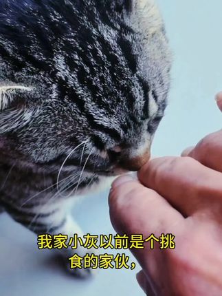 迈路士猫粮提供多种口味,可以满足不同猫咪的口味偏好。#好物推荐🔥 #萌宠好物 #猫粮 @抖音小助手