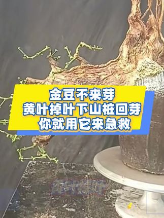金豆修枝剪叶后。还没有耒芽的,黄叶掉叶掉成光杆子的,或者下山桩种下去,来牙后又回芽的,赶紧用高浓爆芽原液逼芽。这样更有利于它根系的生长#逼芽#爆芽#半死不活#花卉绿植 @六姐养花日常