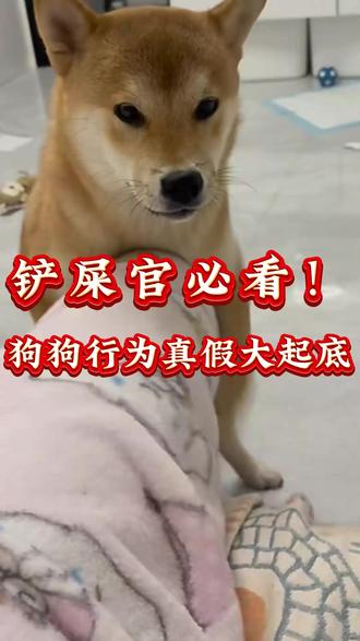 狗狗谜底揭开#狗狗谜底揭开