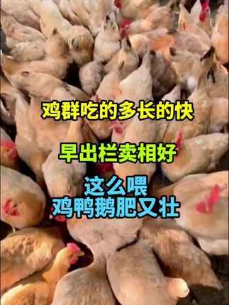 鸡爱吃食长的快,鸡鸭鹅养殖#三农 #生态散养鸡 #科学养鸡 #养鸡 #散养土鸡