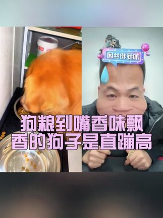 狗粮到嘴香味飘,香的狗子是蹦高#增肌壮骨狗粮 #性价比超高 #狗狗