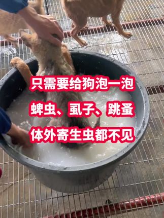 #养狗人 #养狗经验分享 #新手养狗 #科学养宠攻略 #创作灵感