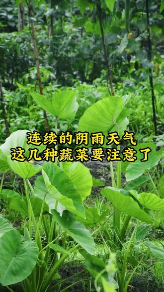 连续的阴雨天气,种这几种蔬菜的要注意了 #蔬菜种植 #种植小技巧 #有机肥 #农业种植