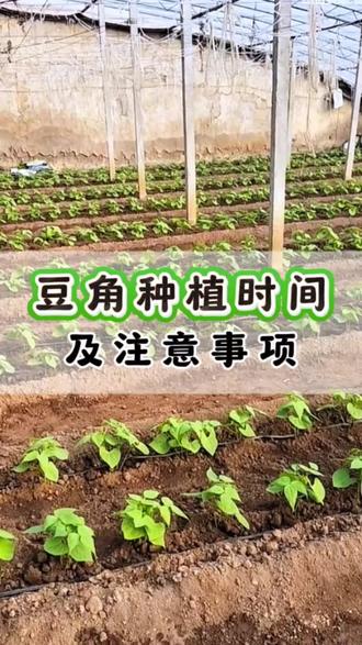 豆角种植时间,及注意事项#豆角种植#豆角种植技术 #种植技术 #长豆角 #豆角高产技术