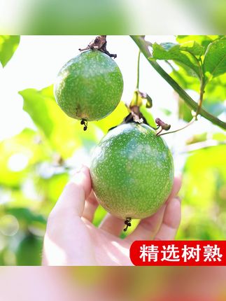 新鲜钦蜜百香果#百香果 #钦蜜百香果 #新鲜百香果 #百香果推荐 #钦蜜黄金百香果
