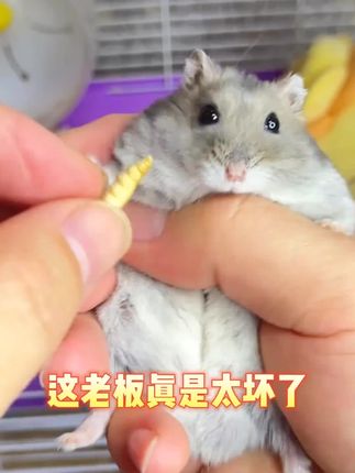 鼠鼠抵抗不了的人间美味#养鼠日常分享 #新手养鼠 #仓鼠零食 #无限回购的宝藏单品 #萌宠出道计划
