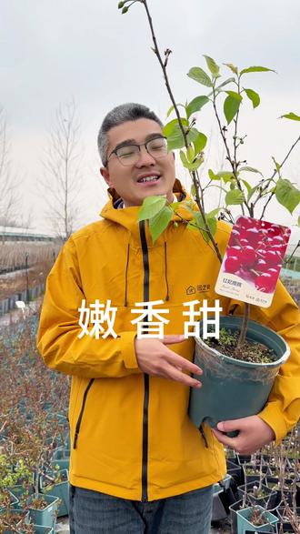 樱桃你买对了吗? #樱桃树 #果树 #红妃樱桃