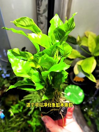 很多鱼友想在鱼缸里养点水草,但又怕养不好!那你试试这款水榕,不用碳,弱光也能养的好#鱼缸里的大自然 #水草 #养鱼日记