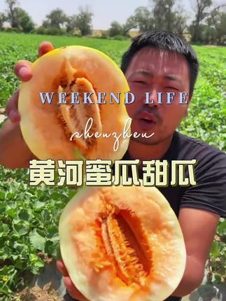 #黄河蜜甜瓜#民勤沙漠蜜瓜#好物分享#超便宜超划算 #价格实惠质量好