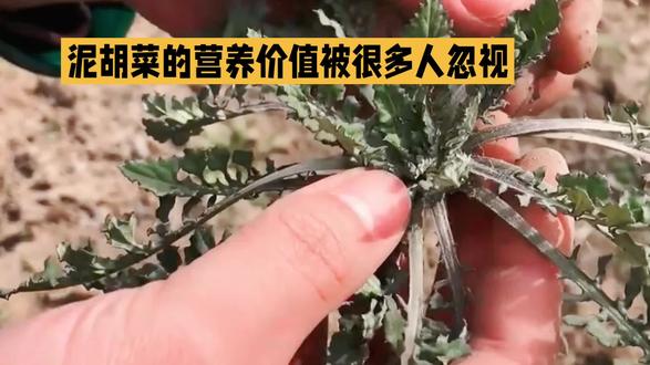 养生小知识#养生 #养生小知识