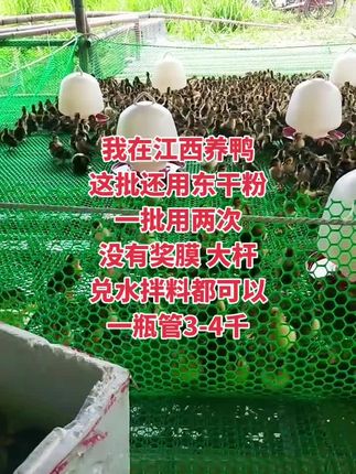 #养鸭人 #助力三农 #养殖人加油 #养殖场