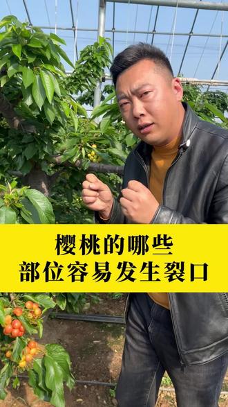 樱桃哪些部位容易发生裂口#樱桃种植#樱桃管理#三农