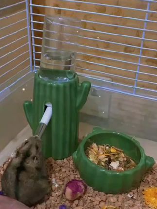 #金丝熊 #金丝熊水壶 #仓鼠 #仓鼠水壶 #萌宠