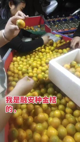 教你如何挑选金桔,