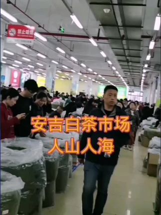 明前新茶安吉高山白茶金香玉浓香型绿茶