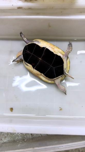 笨蛋小龟,不会翻身🤣#萌宠日常记录分享 #创作者中心 #创作灵感 #黄缘闭壳龟 #黄缘龟
