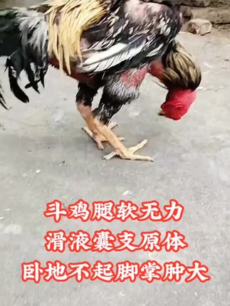 #养鸡技术 #斗鸡腿软 #斗鸡滑液囊