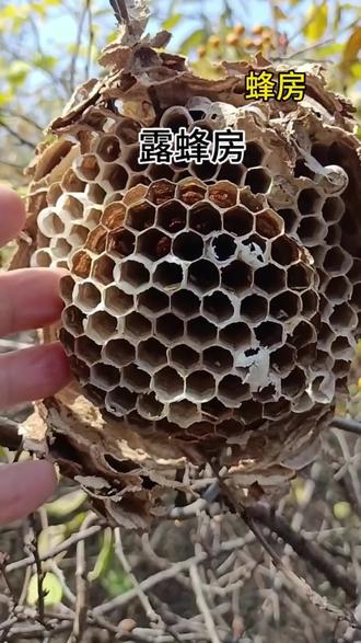 深山野生蜂房,可泡酒可煮水 #蜂房