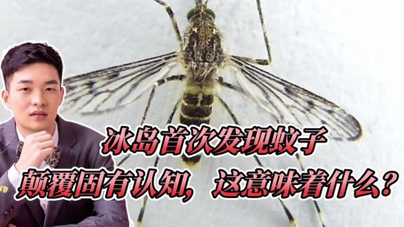 冰岛首次发现蚊子,颠覆固有认知,这意味着什么?