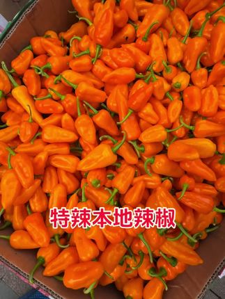 #本地辣椒#高山辣椒#特辣辣椒