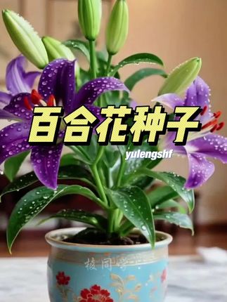 惊艳绽放!神秘「黑魔术」百合种球限量发售! 深邃近黑的暗夜丝绒花瓣,点亮你的花园秘境。新手易种,复花性强,今秋种下,静待明夏惊艳绽放!打造美丽的庭院焦点,速抢!#百合 #花卉绿植 #盆栽 #爱生活爱养花 #好看的花一定要分享给你