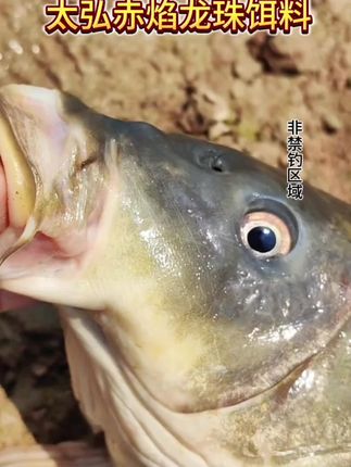秋季钓鱼该用什么饵料?快试试这款赤焰龙珠颗粒饵#钓鱼 #饵料 #垂钓 #鲫鱼 #鲤鱼