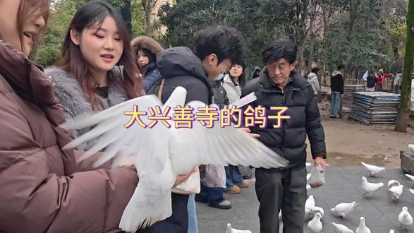 有一群鸽子在大兴善寺翻飞