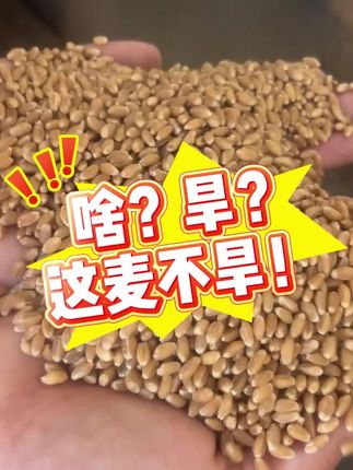 种下高产小麦,轻松收获满满!包邮到家 #小麦 #郑麦162 #郑麦162高产到尖叫 #河南颖安种业有限公司 #干旱 