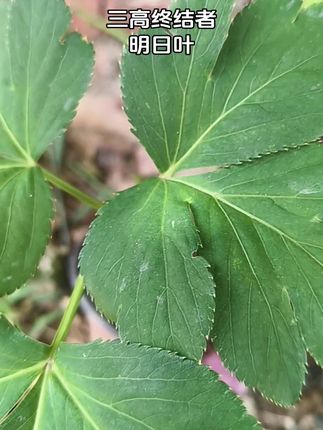 三高终结者明日叶#好物推荐🔥 #明日叶 #三高人群 #三高 #老人