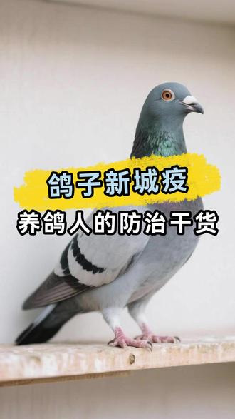 养鸽人必知的新城疫防治 #信鸽赛鸽 #养鸽人 #鸽子 #赛鸽知识分享 #抖音创作者激励计划