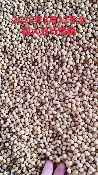 2026-03-22 全国黄豆(国产净粮/塔粮,13水,元/斤|元/吨,双排超精简)
东北产区(主产区)
- 黑龙江:2.20–2.45|4400–4900(稳,优质溢价)
- 吉林:2.30–2.60|4600–5200(稳)
- 辽宁:2.35–2.65|4700–5300(稳)
- 内蒙古:2.25–2.50|4500–5000(稳)
华北产区
- 北京:2.60–2.70|5200–5400(稳)
- 天津:2.62–2.72|5240–5440(稳)
- 河北:2.55–2.70|5100–5400(稳)
- 山西:2.50–2.65|5000–5300(稳)
- 山东:2.55–2.65|5100–5300(稳)
- 河南:2.58–2.68|5160–5360(稳)
华东
- 上海:2.70–2.80|5400–5600(稳)
- 江苏:2.65–2.85|5300–5700(稳,高蛋白溢价)
- 浙江:2.68–2.78|5360–5560(稳)
- 安徽:2.60–2.95|5200–5900(稳,优质高价)
- 福建:2.75–2.85|5500–5700(稳)
华中
- 湖北:2.65–2.75|5300–5500(稳)
- 湖南:2.70–2.80|5400–5600(稳)
华南
- 广东:2.72–2.82|5440–5640(稳)
- 广西:2.70–2.80|5400–5600(稳)
- 海南:2.75–2.85|5500–5700(稳)
西南
- 四川:2.70–2.80|5400–5600(稳)
- 贵州:2.68–2.78|5360–5560(稳)
- 云南:2.68–2.78|5360–5560(稳)
西北
- 陕西:2.55–2.65|5100–5300(稳)
- 甘肃:2.50–2.60|5000–5200(稳)
- 宁夏:2.52–2.62|5040–5240(稳)
- 新疆:2.45–2.55|4900–5100(稳)
港口
- 锦州港:2.35–2.45|4700–4900(稳)
- 广东港:2.72–2.82|5440–5640(稳)
全国均价:2.60–2.68|5200–5360(高位坚挺、小幅波动)