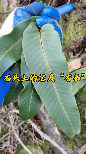 #野生药材 #植物科普 #中草药知识 石韦也是全株入药,不好采摘,全长在石头上,采摘要注意安全。