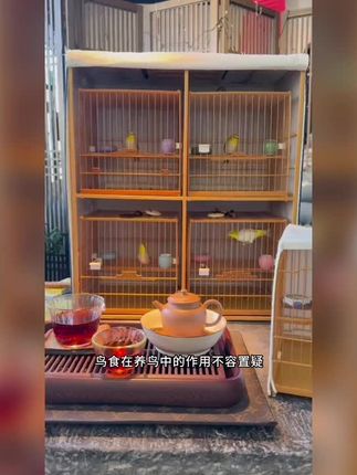 养绣眼鸟的几个重要问题 #爱鸟护鸟 #养鸟经验分享 #绣眼鸟#鸟粮