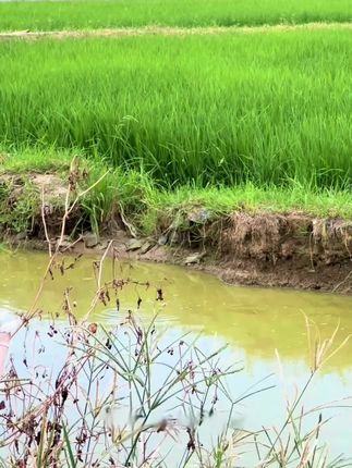 8月9月10月到钓大甲鱼的旺季了,这是甲鱼进食的高峰期 经常钓甲鱼空军的大哥可以试试这个方法#真实户外 #甲鱼 #饵料l