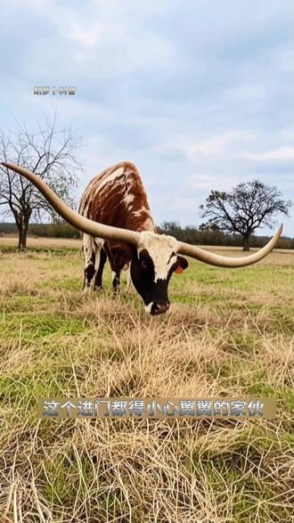 你知道最后一种是什么牛吗