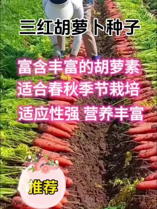 挖到宝!三红胡萝卜种子太适合家庭种植啦  春秋种超省心的三红胡萝卜种子,谁种谁夸!皮、肉、心都是透亮橘红色,颜值超高~咬一口脆甜爽口,生吃当零食满是清甜,炒炖煮又吸满汤汁超入味。  满满胡萝卜素藏在里面,营养直接拉满,而且适应性超棒,新手也能种出胖乎乎的胡萝卜!想吃新鲜又营养的胡萝卜,选它准没错~#三红胡萝卜种子#胡萝卜种植#抖音助农扶农 #农业种植 #增产增收