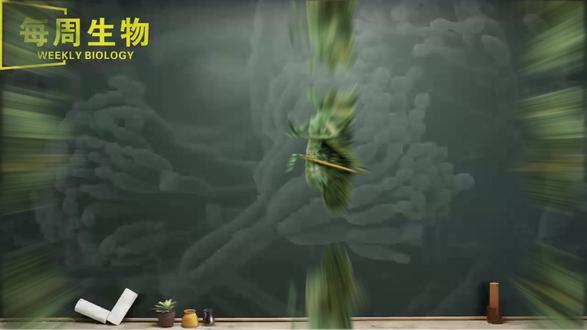 「解密微生物系列9」僵尸真菌来袭!蝗虫为何集体“绿僵”而死? 绿僵菌:不用农药的杀虫秘技!这种真菌是害虫的终极噩梦 #每周生物 #绿僵菌 #生物防治 #绿色农业 #微生物