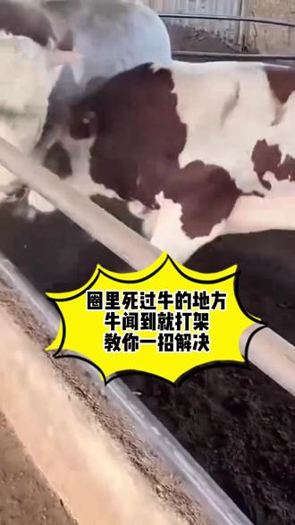 牛打架爬跨 一招解决 #上热门#三农#农村创业养殖#牛打架爬跨#牛魔安