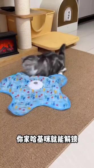 给小猫买了新五角星玩具,还会发声,直接把小猫迷住了#逗猫神器 #猫咪玩具日常 #猫玩具 #萌宠好物玩具#玩具推荐