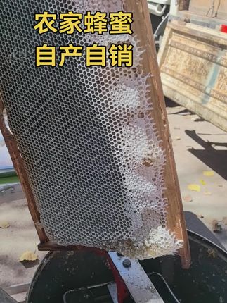 #蜂蜜现场实拍#纯天然蜂蜜自产自销 #抖音助农 #好东西一起分享 #质量第一诚信为本