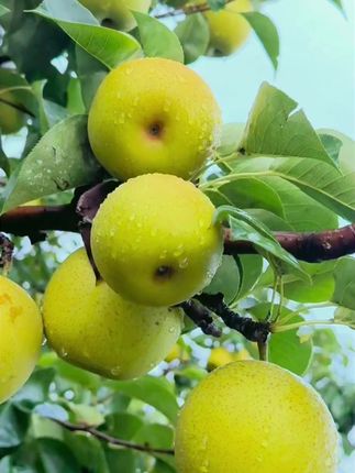 翠冠梨 皮薄肉柔嫩汁水多#新鲜采摘 #水果 #应季水果 #优质水果 #翠冠梨